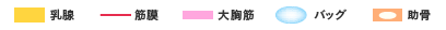 乳腺／筋膜／大胸筋／バッグ／助骨