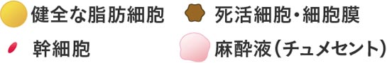 脂肪幹再脂肪注入